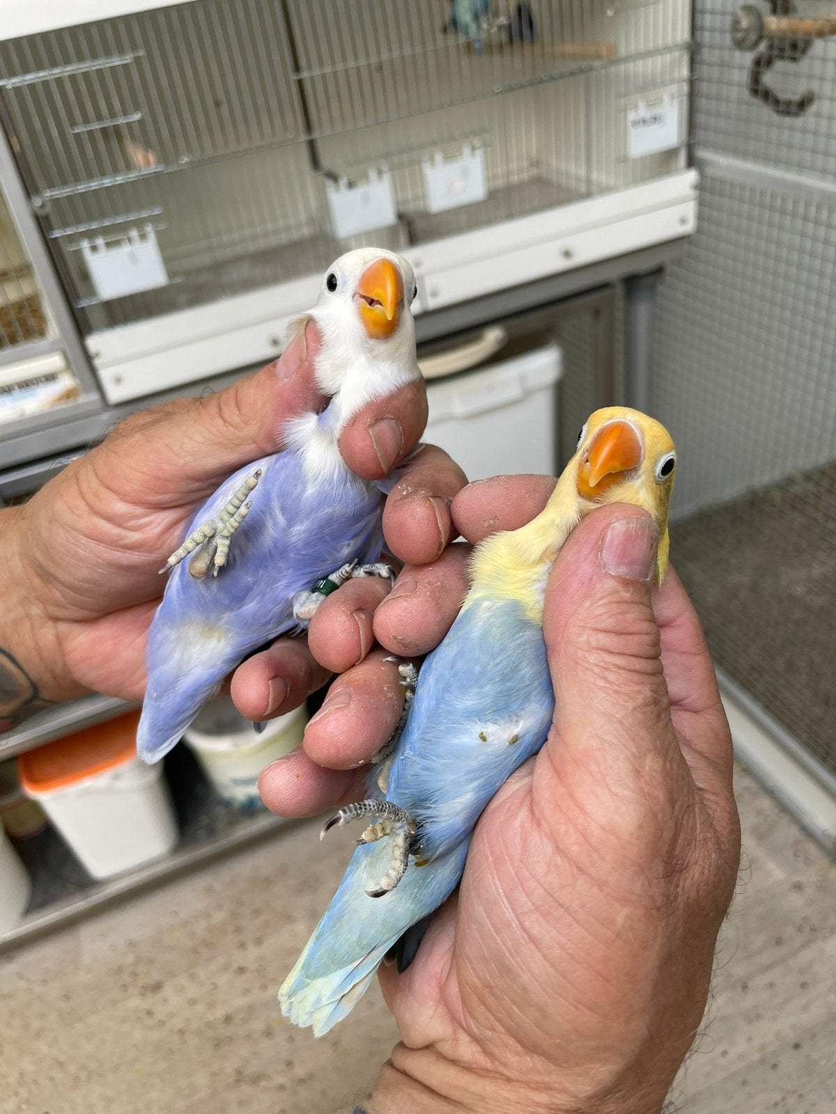 Te koop 15 stuks agapornisen fischeri opaline, Meerdere dieren, Dwergpapegaai of Agapornis