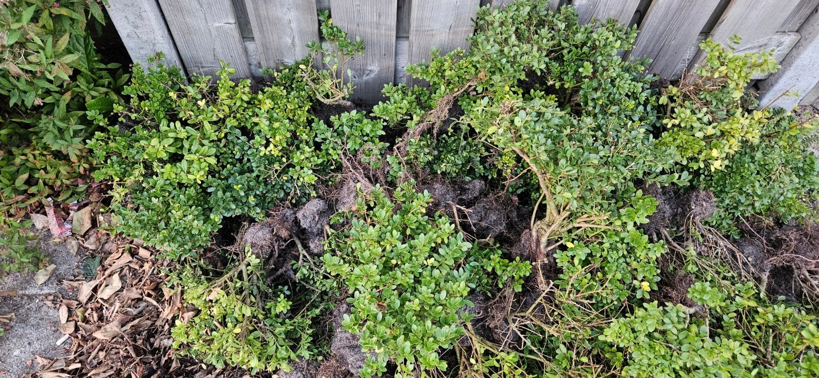 Ilex gratis, Ophalen of Verzenden, Vaste plant, Overige soorten, Halfschaduw