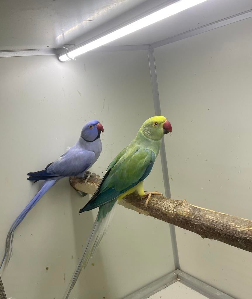 Opaline wkws kweekkoppel halsbandparkieten, Meerdere dieren, Parkiet