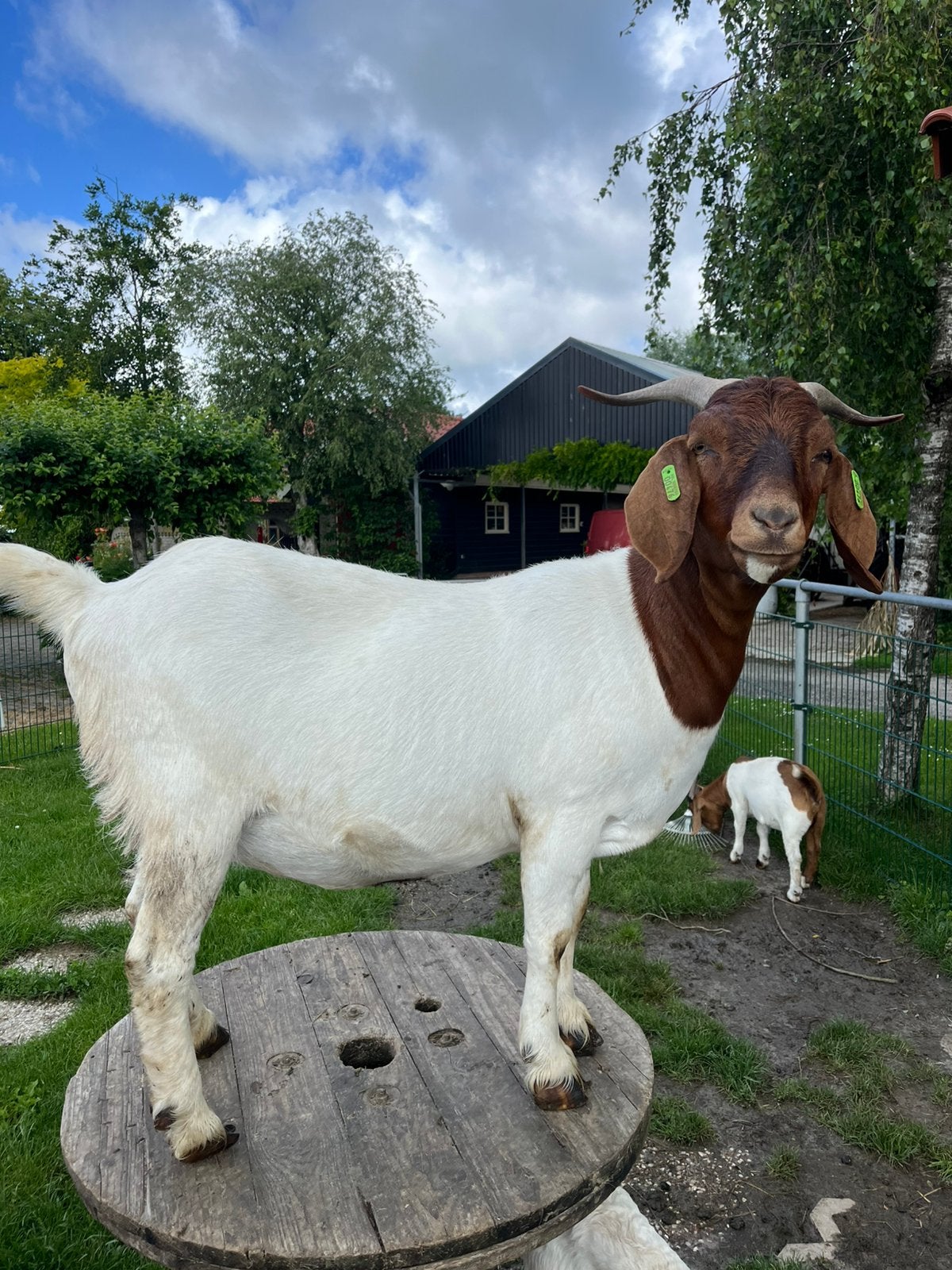 Prachtige Boergeiten "dames", Dieren en Toebehoren, Schapen, Geiten en Varkens, Vrouwelijk, Geit