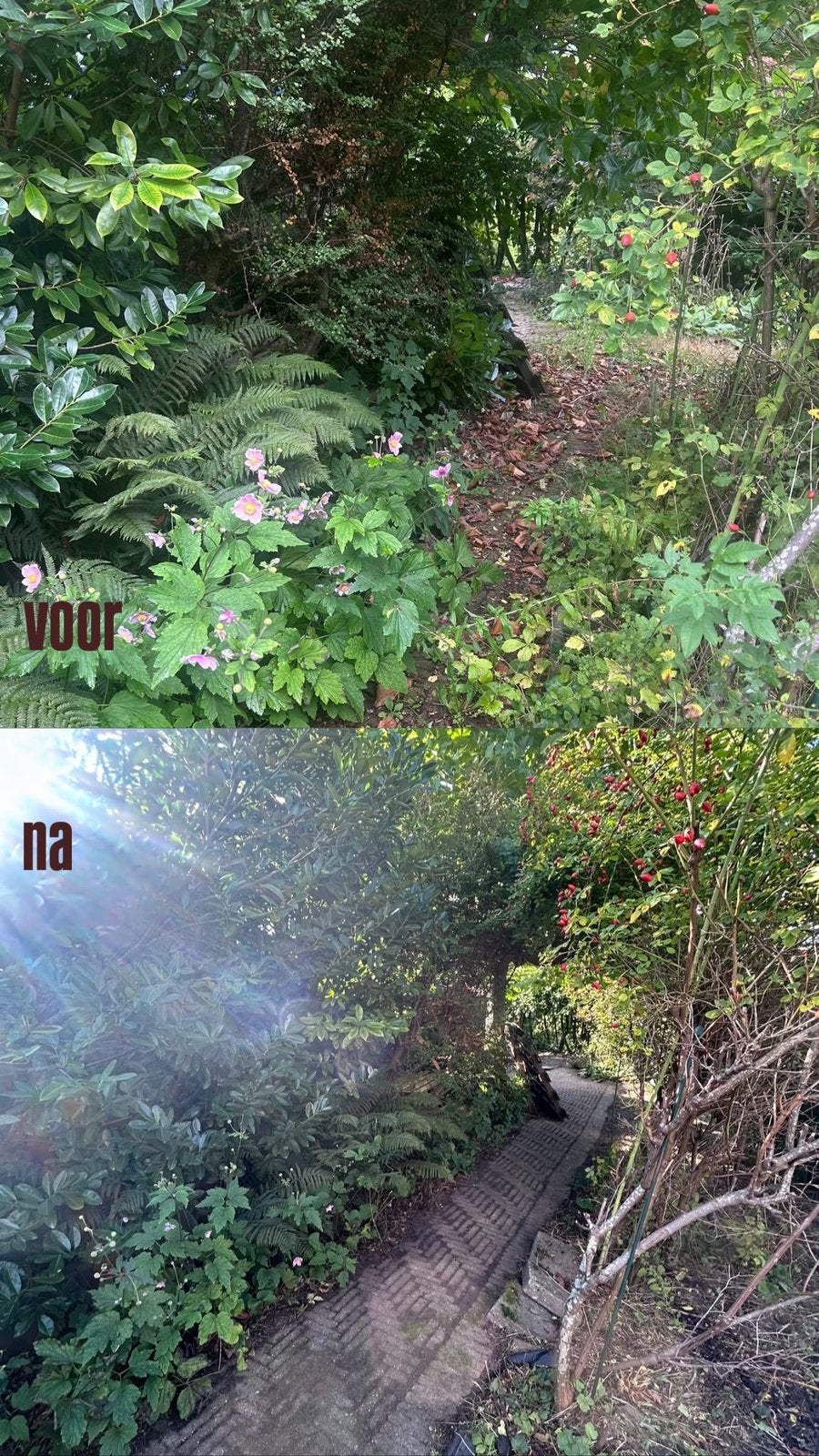 Tuinonderhoud regio Almere, Tuin en Terras, Ophalen of Verzenden