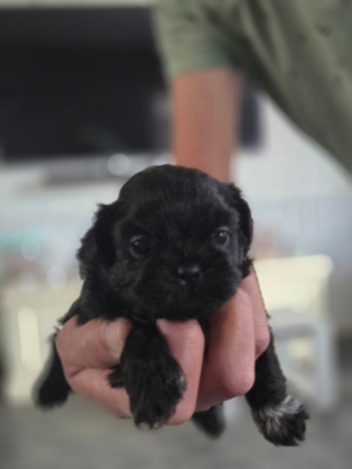 Prachtige shih tzu pups, Overige rassen, CDV (hondenziekte), 8 tot 15 weken, Meerdere