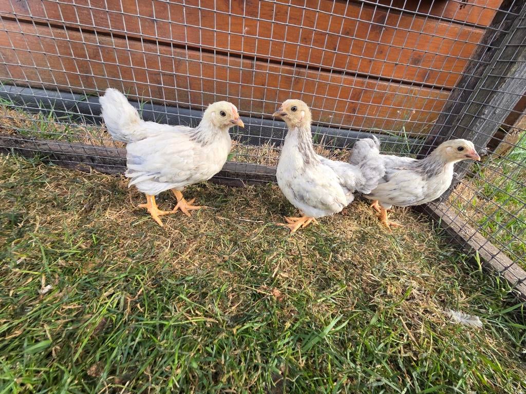Kippen kuikens wyandotte kriel friese kriel, Dieren en Toebehoren, Pluimvee, Geslacht onbekend, Kip