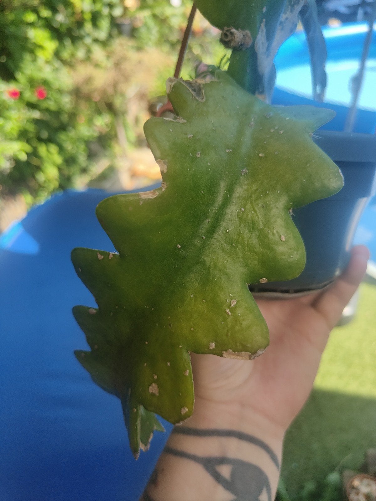 Epiphyllum Stauchs Wormatia, Ophalen