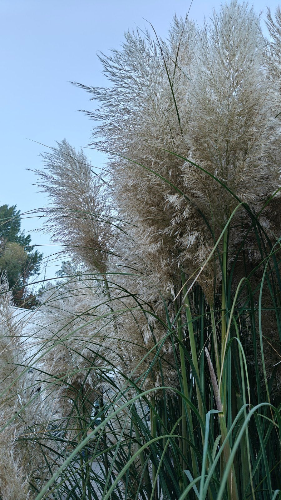 Verse Pampasgras pluimen - 200 cm hoog!, Ophalen, Volle zon, Vaste plant, Siergrassen