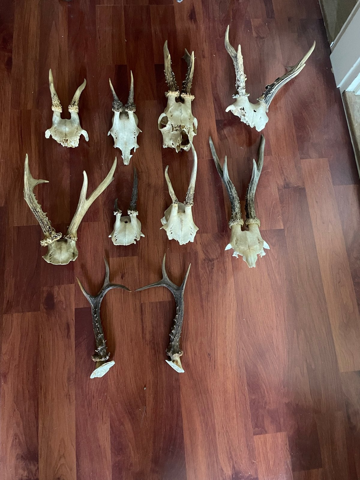 Diverse reeën schedels en geweien, Ophalen of Verzenden, Gebruikt