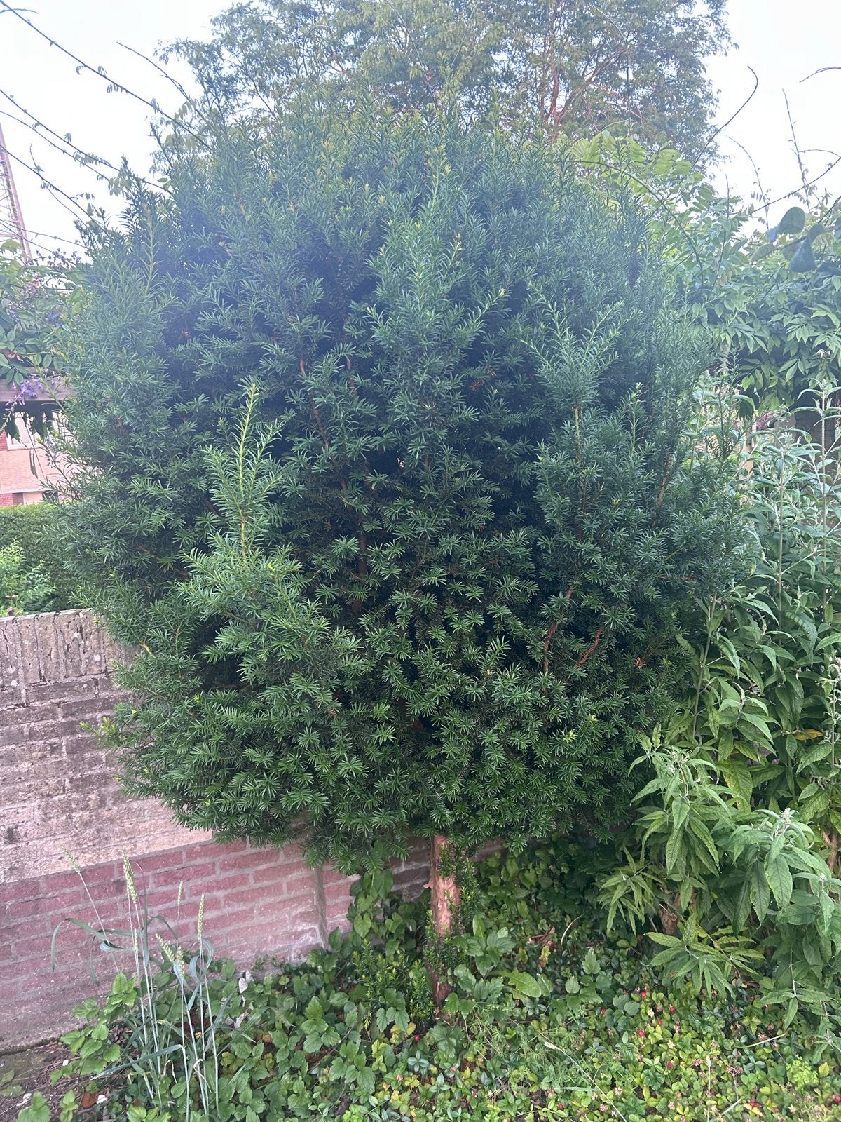 Taxus Baccata, Ophalen, Bloeit niet, Halfschaduw, Overige soorten