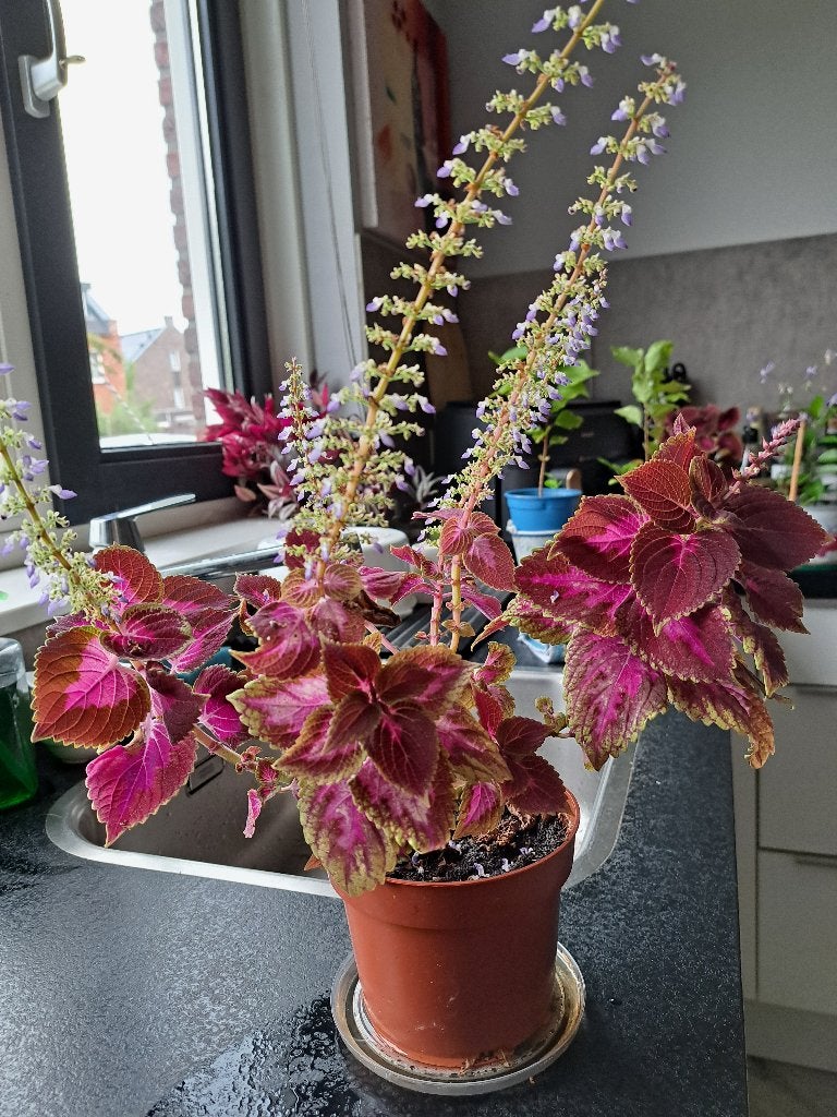 Een prachtige plant/paarse roosjes bijna, Ophalen, Vaste plant, Overige soorten, Volle zon