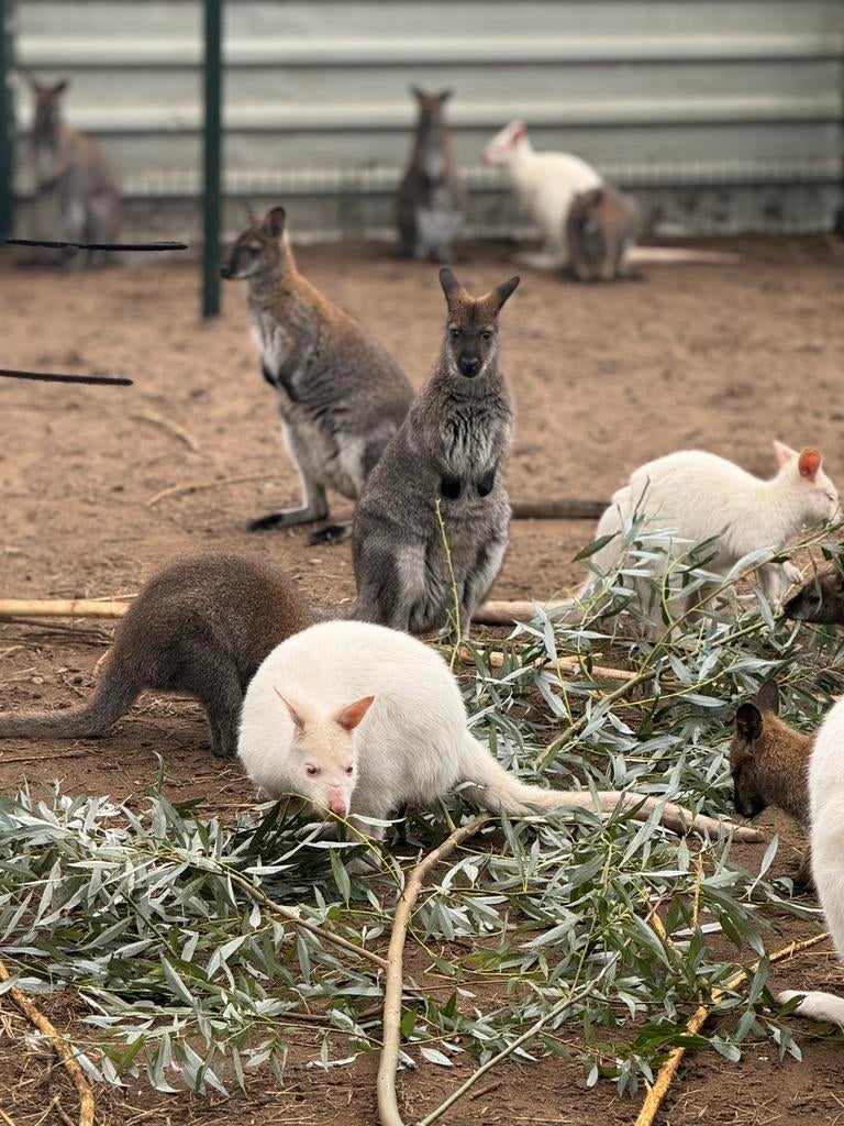 Gezocht bennet wallaby,s wallaby kangaroe, Dieren en Toebehoren, Overige Dieren, Januari, Meerdere dieren