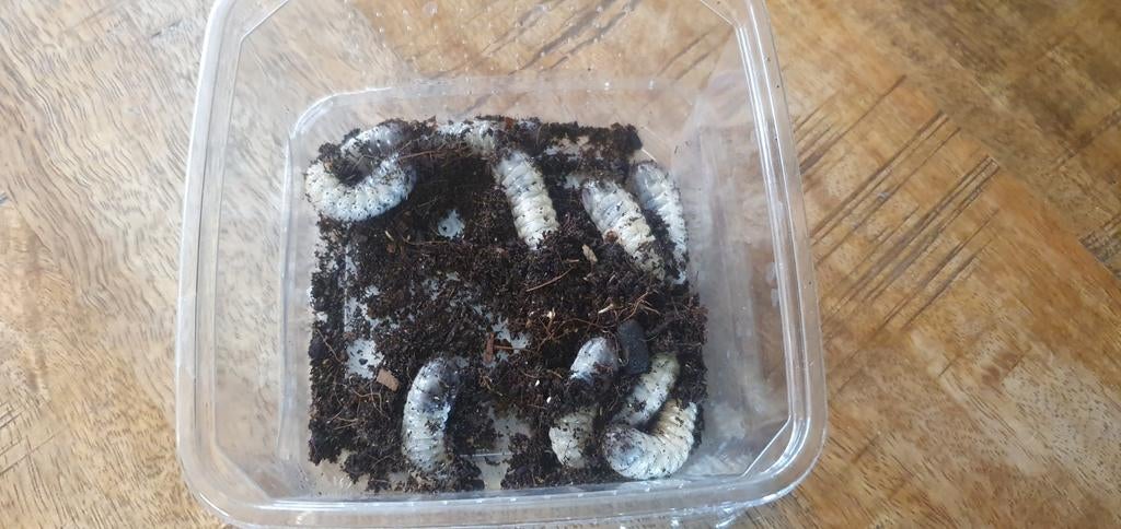 Rozenkever larven (Pachnoda marginata), Dieren en Toebehoren, Overige soorten