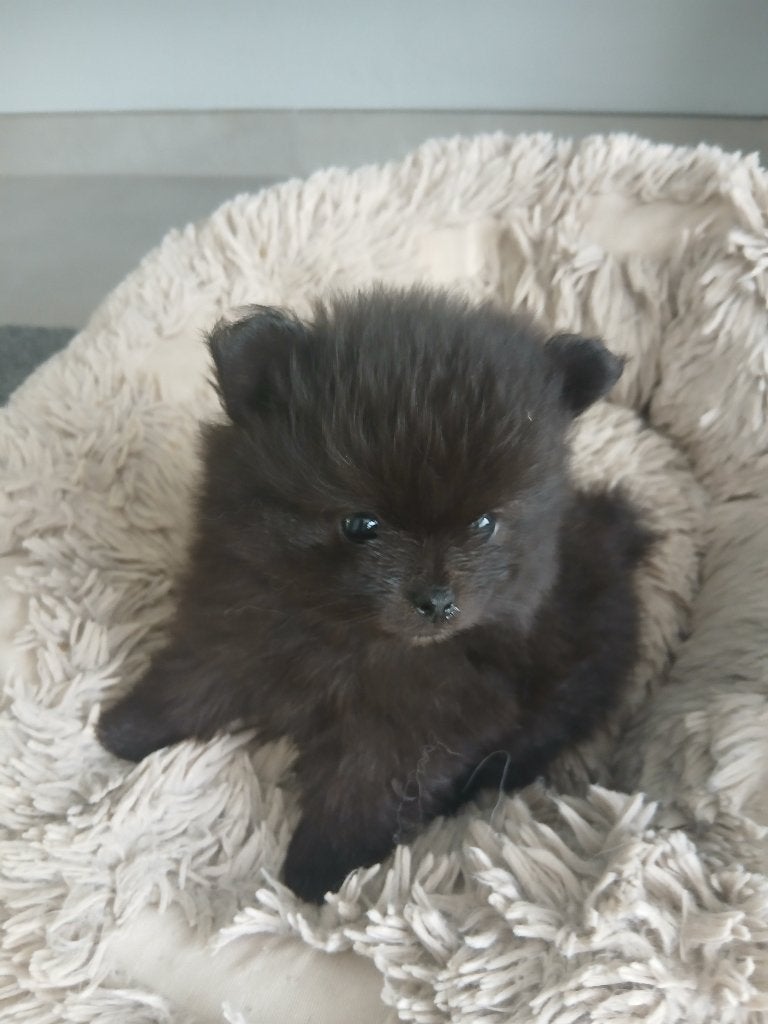 Prachtige pomeranian pups!!!️, Parvo, Keeshond, 8 tot 15 weken, Meerdere