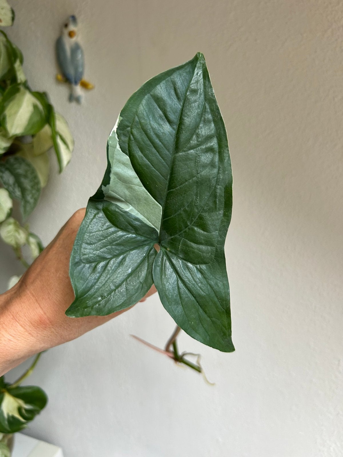 Syngonium albo variegata, stekken, zie advertentie, Huis en Inrichting, Kamerplanten, Minder dan 100 cm, Halfschaduw, Ophalen of Verzenden