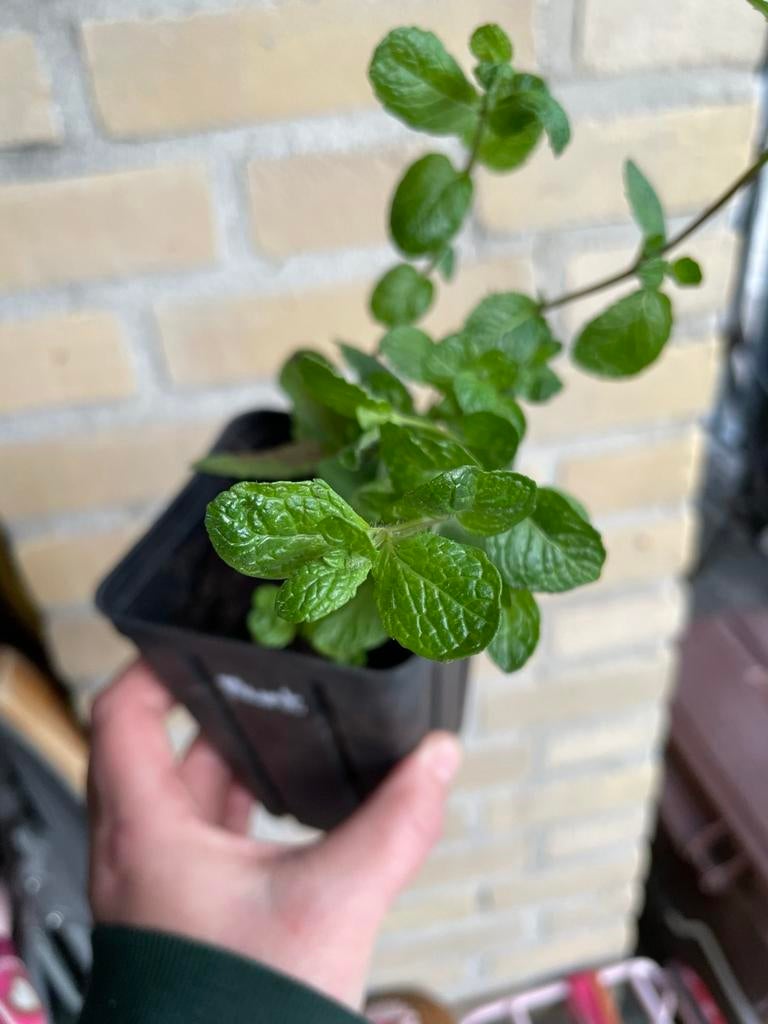 Diverse meerjarige buiten planten te koop. Veel eetbaar., Volle zon, Vaste plant, Ophalen of Verzenden, Zomer