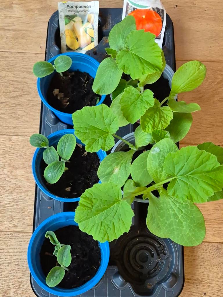 Pompoen- en tomatenplantjes - Kweek je eigen oogst!, Tuin en Terras, Ophalen, Voorjaar, Volle zon, Zaad