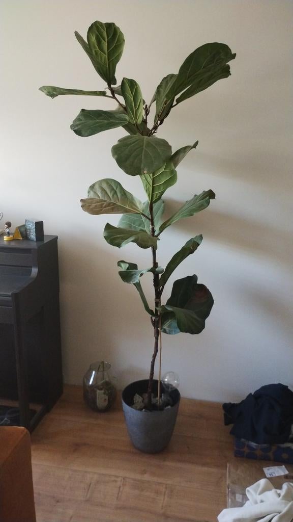 Ficus, Huis en Inrichting, Kamerplanten, Ophalen, Ficus, Halfschaduw, Minder dan 100 cm