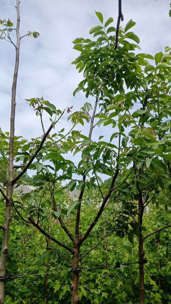 Carpinus betulus lei vorm, Leiboom, Ophalen of Verzenden, Lente, 250 tot 400 cm