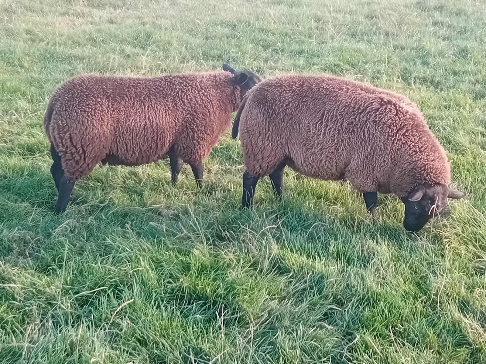 dek/slacht schapen, Vrouwelijk, Schaap, 0 tot 2 jaar