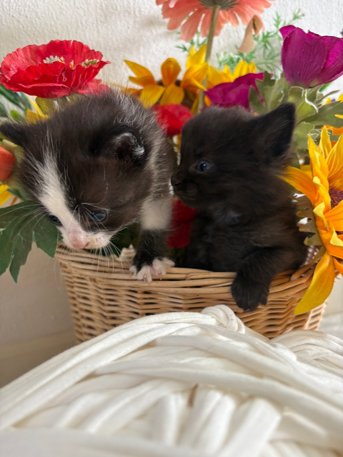 Kittens, Dieren en Toebehoren