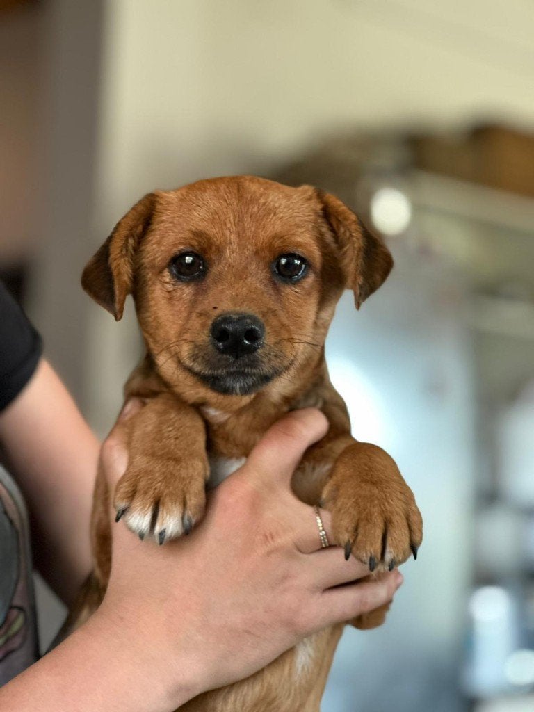 AIN: Paco, Dieren en Toebehoren, 15 weken tot 1 jaar, Buitenland, Parvo, Eén hond