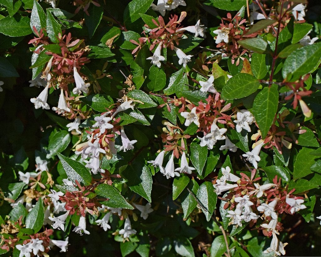 Abelia – Abelia grandiflora, Tuin en Terras, Ophalen of Verzenden, Vaste plant, Overige soorten, Volle zon