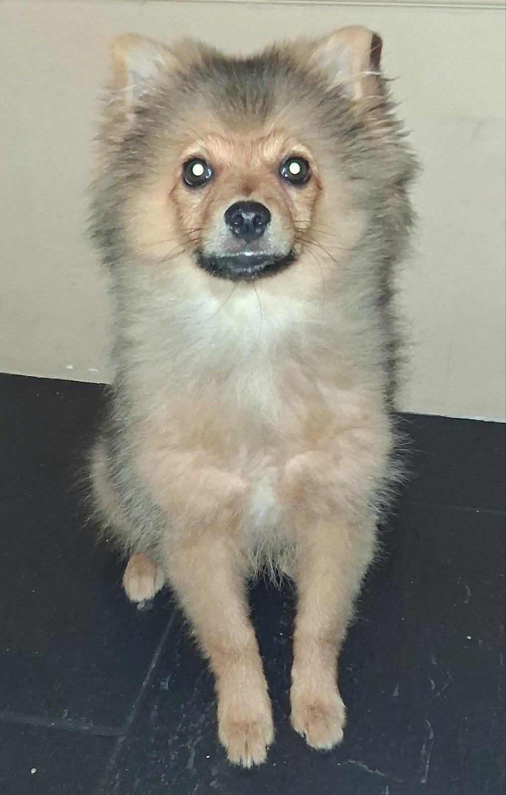 pomeriaan/keeshond 4 maanden oud (reu), België, Particulier, Keeshond, 15 weken tot 1 jaar