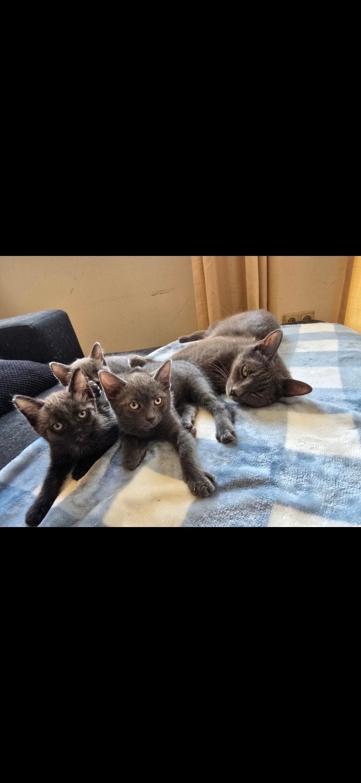 Grijze kittens