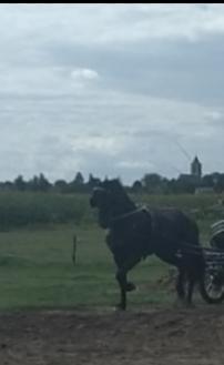 Lieve betuigde friese merrie, Dieren en Toebehoren, Niet van toepassing, 7 tot 10 jaar, Tuigpaard, 165 tot 170 cm
