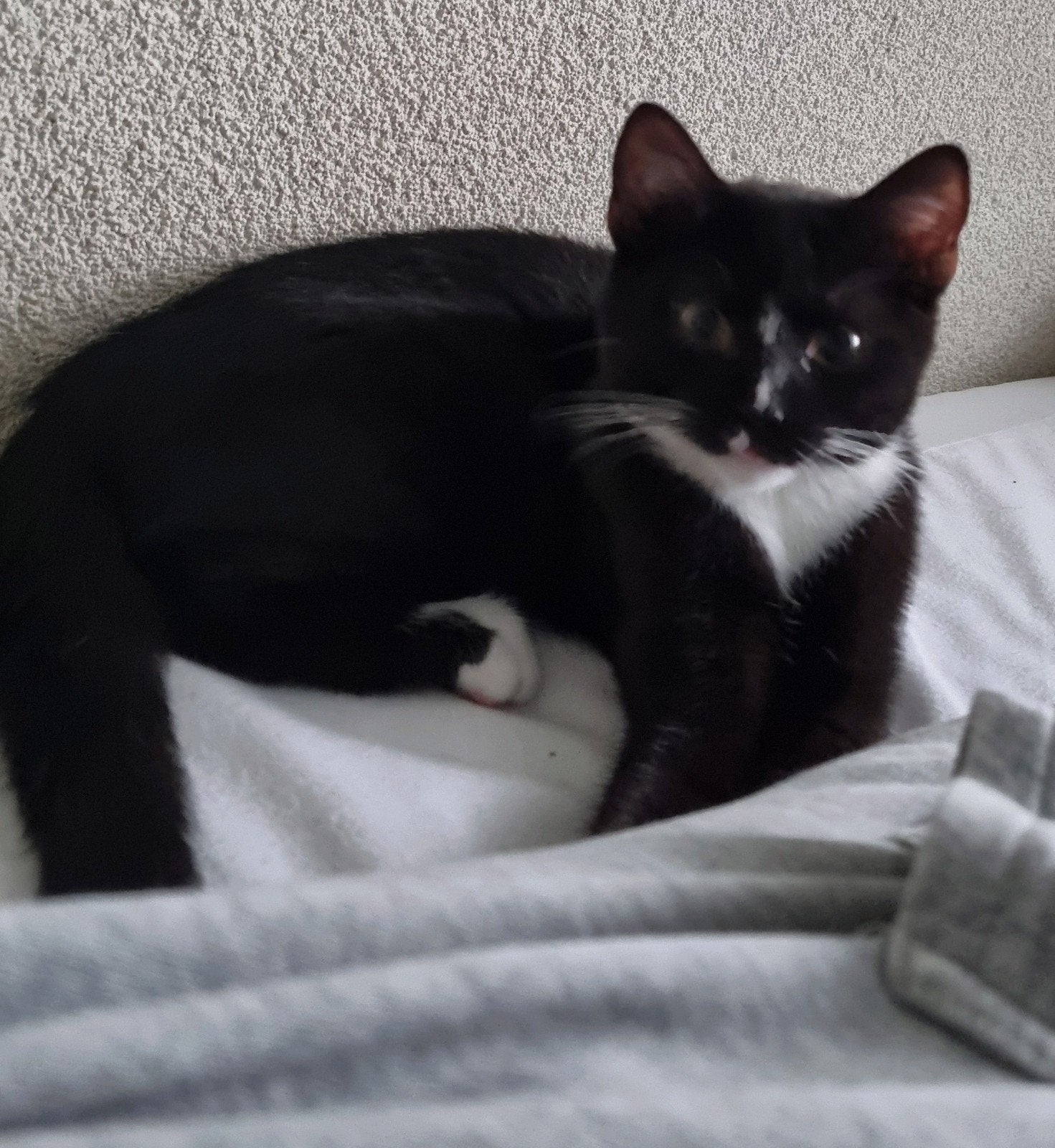 Britse korthaar Vader & Turkse Van Moeder, Dieren en Toebehoren, Meerdere dieren, Ontwormd