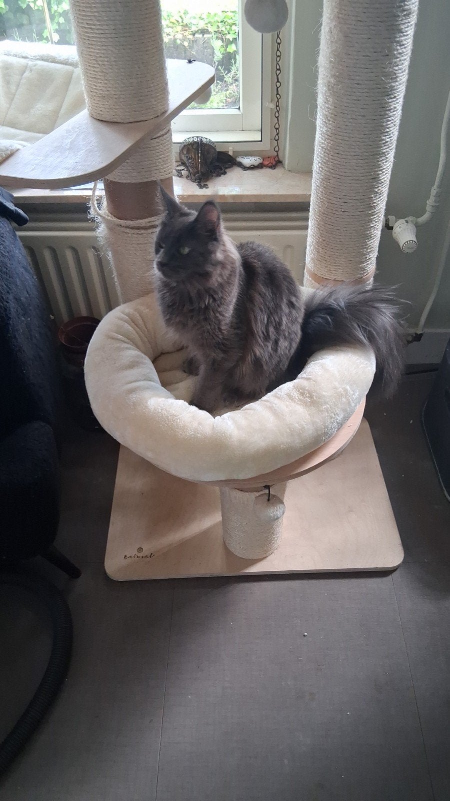 Main Coon poes blauw te koop, Poes, Kortharig, 0 tot 2 jaar