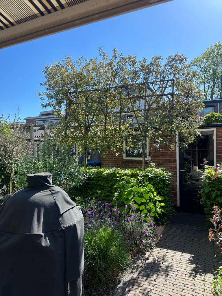 Leiboom - Steeneik 2x  (10 jaar oud), Ophalen, Volle zon, Vaste plant, Fruitplanten