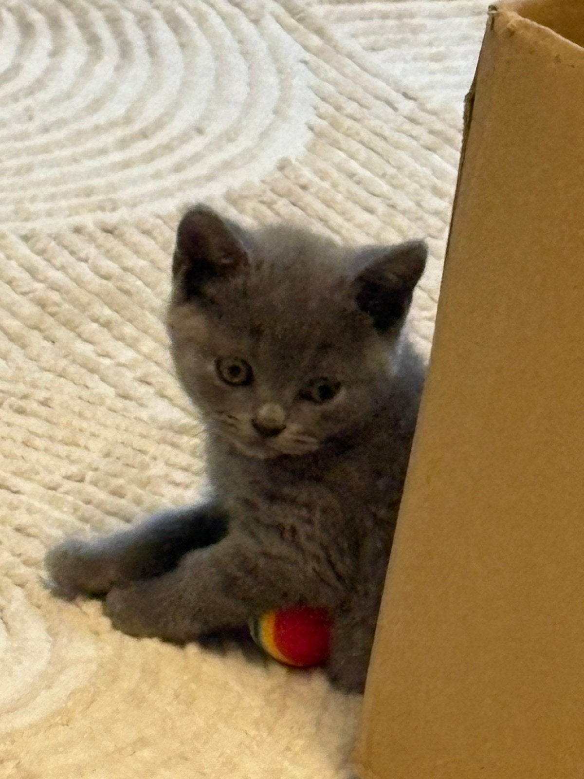 Kitten te koop, Meerdere dieren, Ontwormd