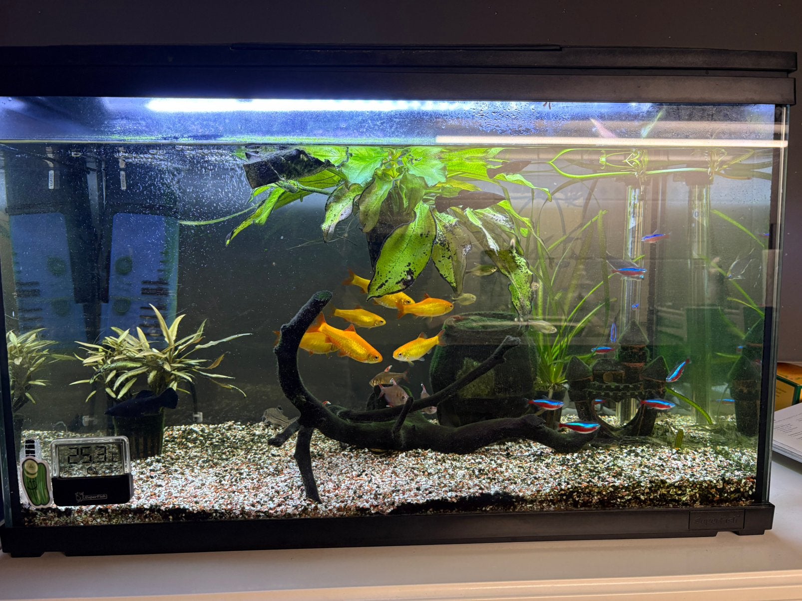 Superfish zoetwateraquarium 100 liter, Ophalen, Superfish, Inclusief vissen, Gevuld zoetwateraquarium