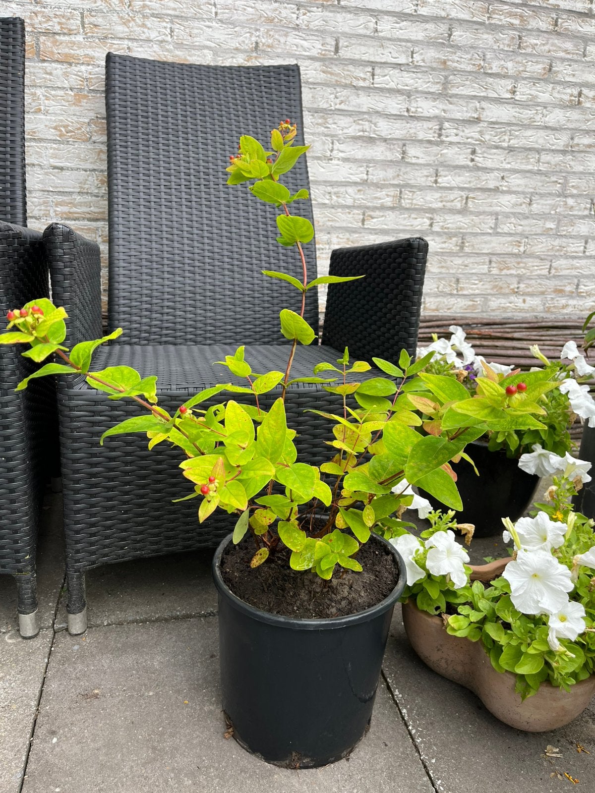 ==MOOI== Struik gele bloemen rode bessen 85 cm, Tuin en Terras, Planten | Struiken en Hagen, Ophalen of Verzenden, Struik, 100 tot 250 cm