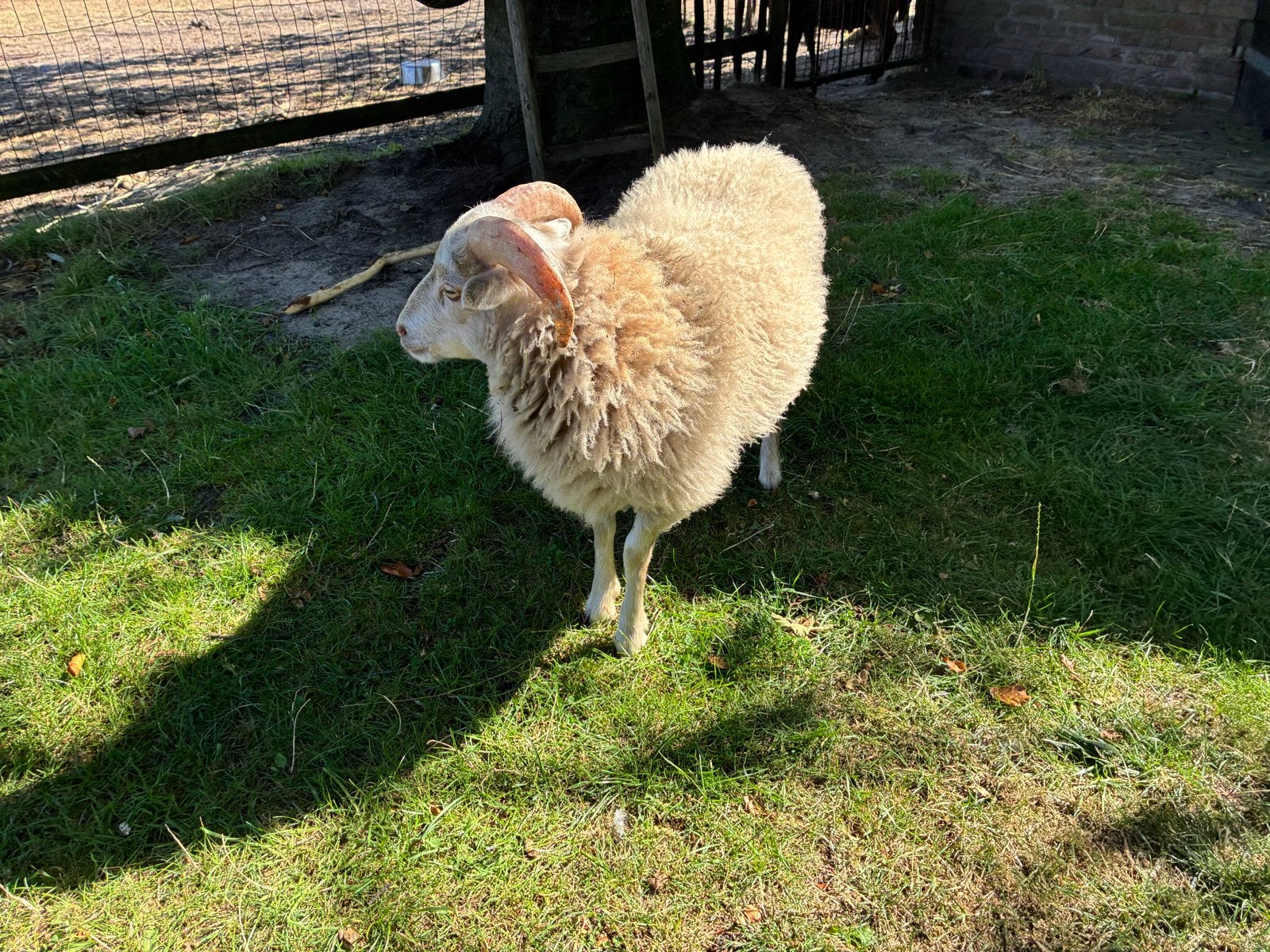 Quessant ram schaap