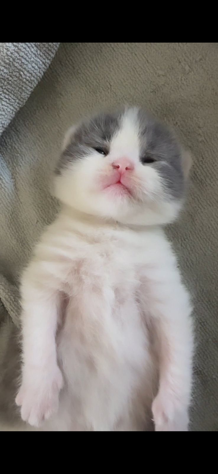Kitten brits kort haar, Kater, Gechipt, 0 tot 2 jaar