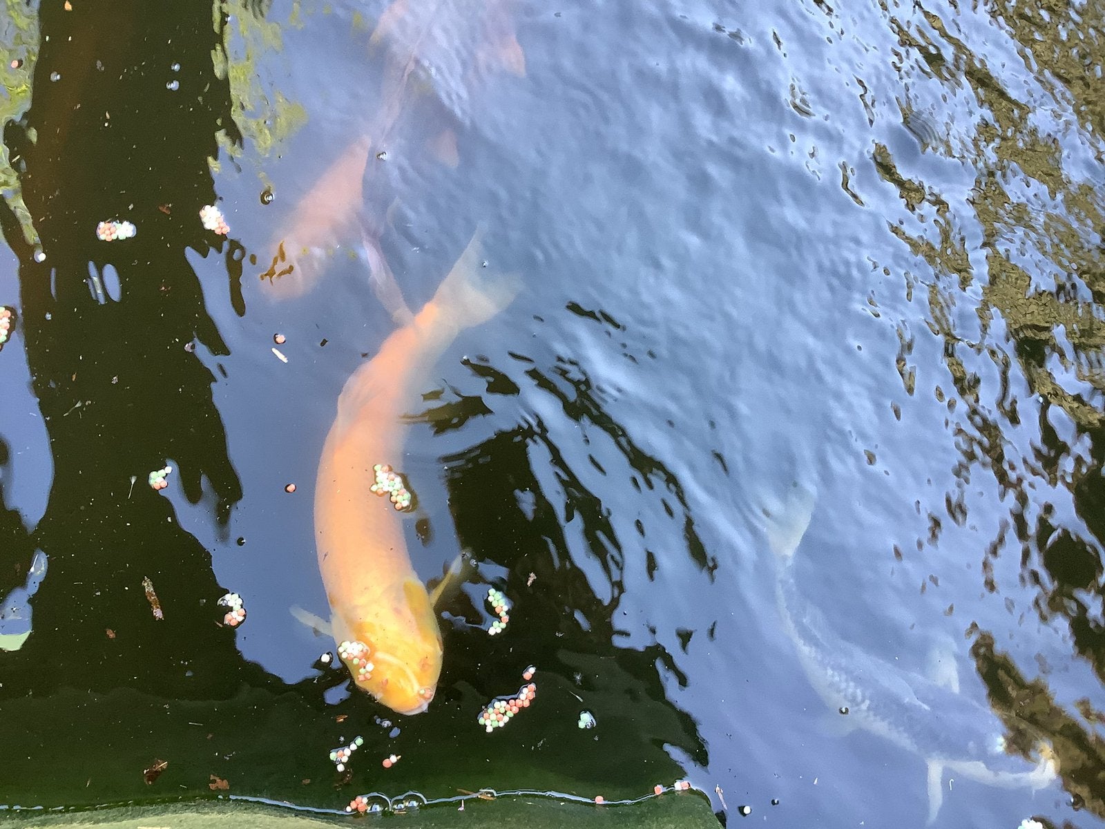 Koi vissen, Dieren en Toebehoren, Vissen | Aquariumvissen, Vis