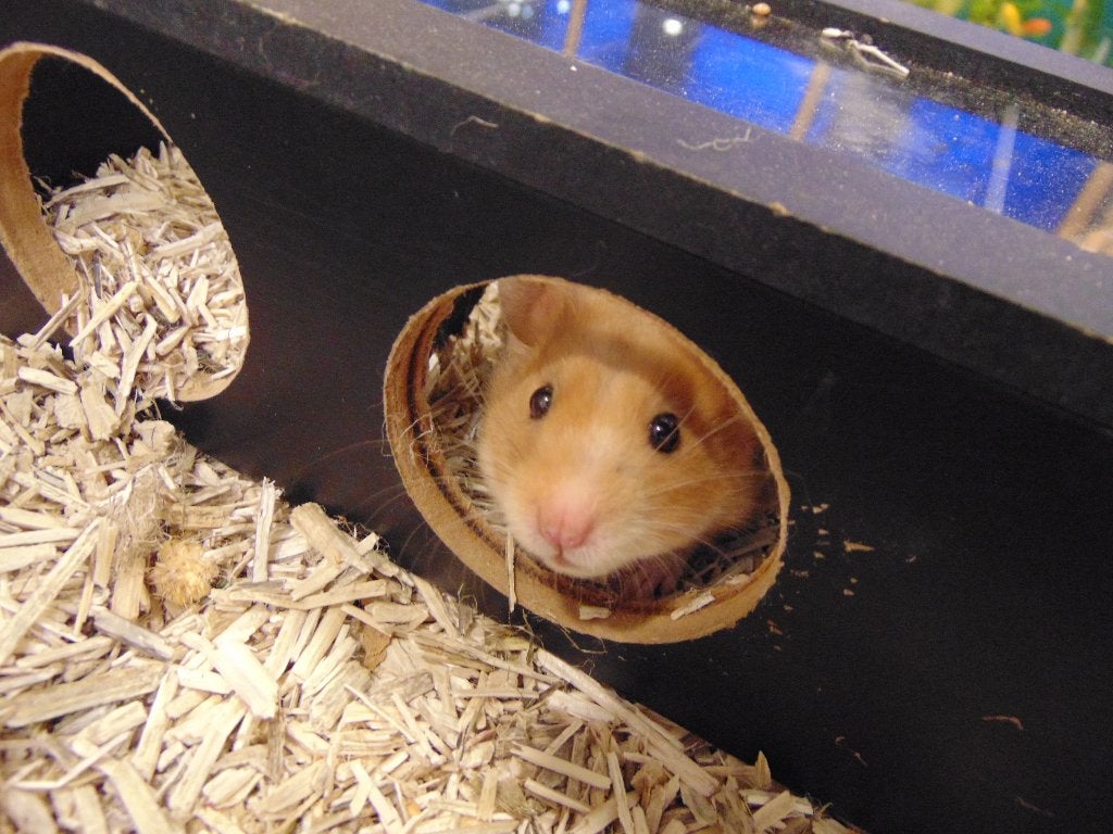 Goudhamsters veel keus in Assen., Hamster, Juni, Meerdere dieren, Tam