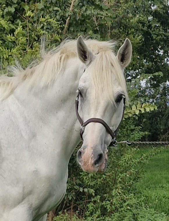 droom paard, Ruin, 165 tot 170 cm, 11 jaar of ouder