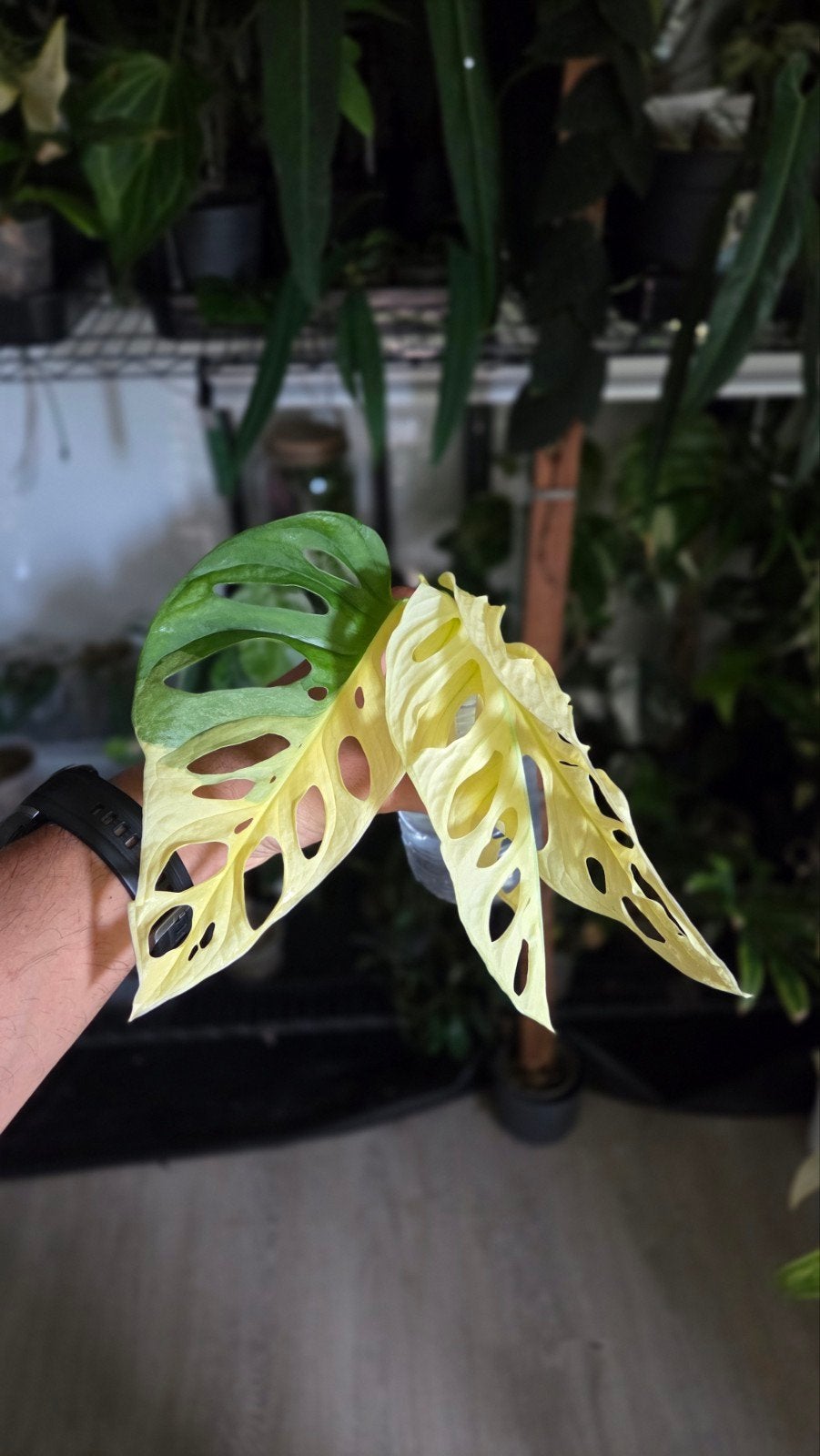 Monstera Adansonii Variegata - Zeldzame Gatenplant, Overige soorten, Vaste plant, Ophalen of Verzenden, Bloeit niet