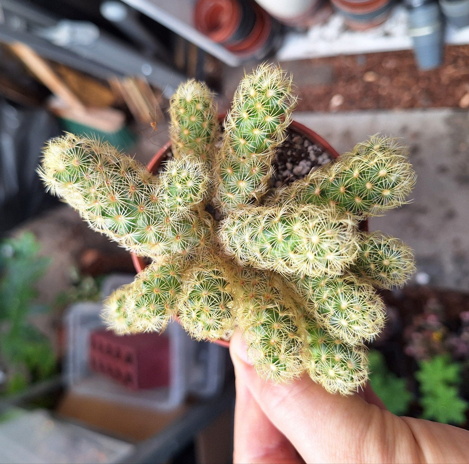 Cactus, Huis en Inrichting, Kamerplanten, Ophalen of Verzenden, Cactus, Volle zon, Minder dan 100 cm