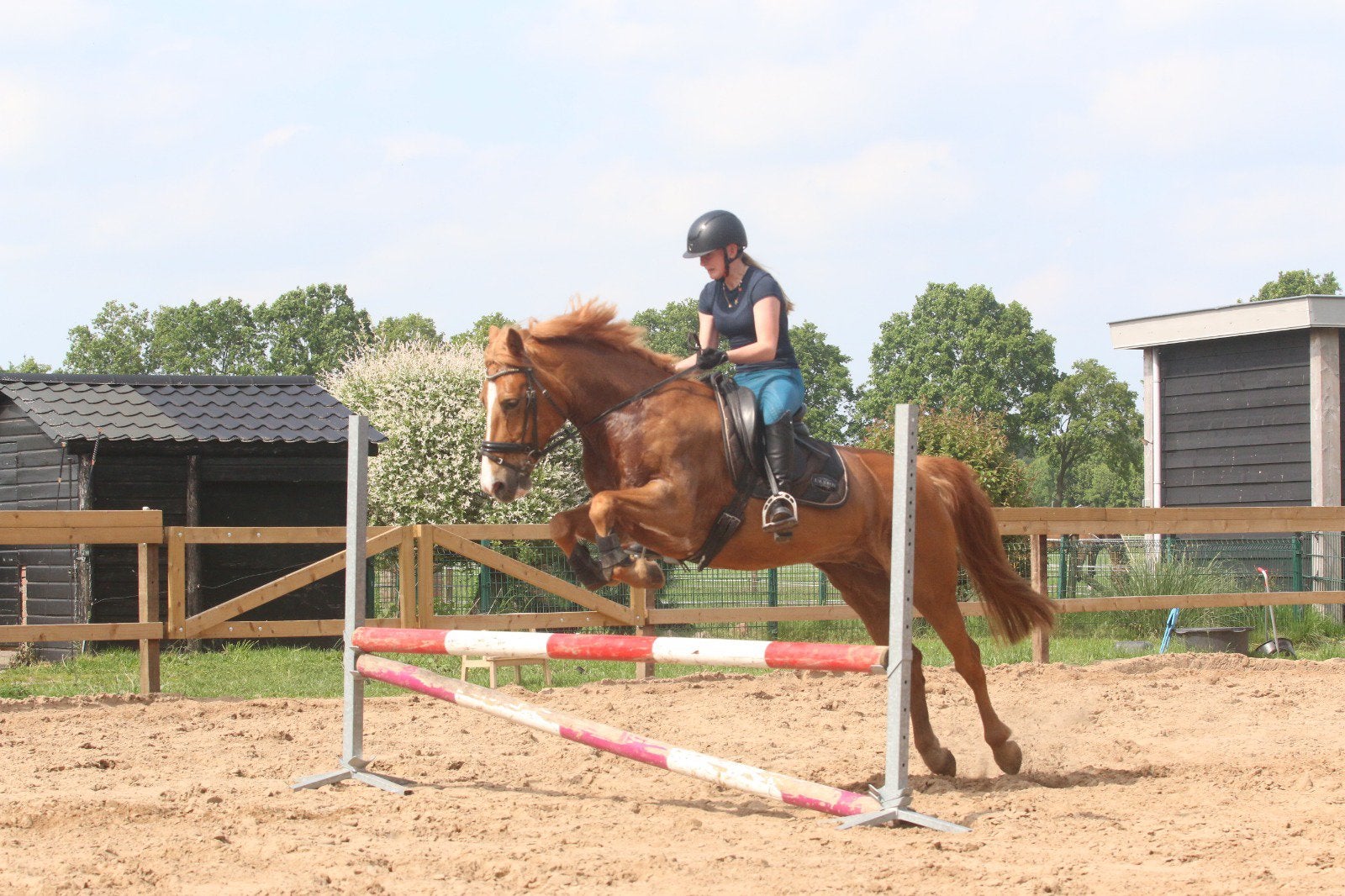 Lieve allround D pony, L, 7 tot 10 jaar, D pony (1.37m tot 1.48m), Merrie