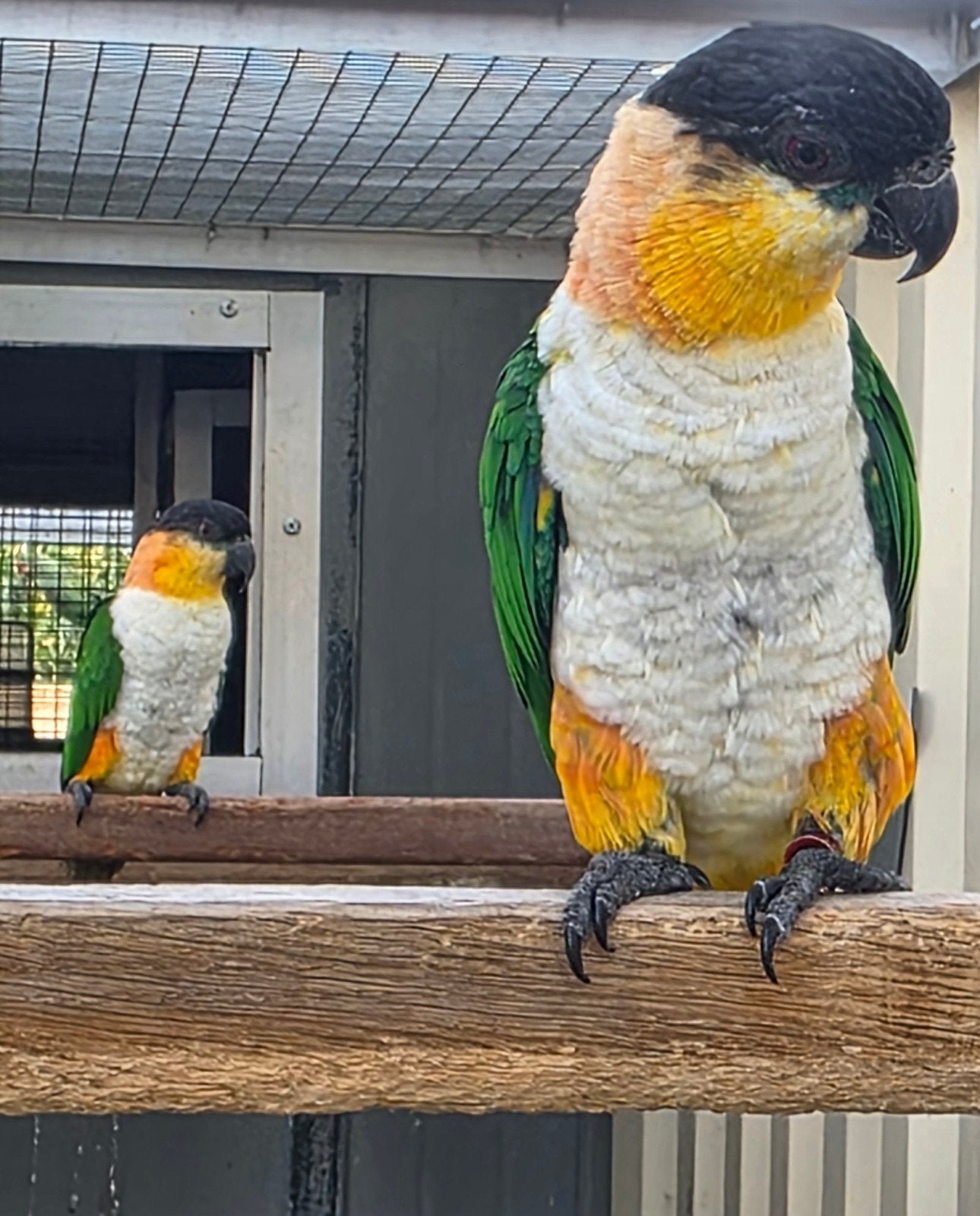 Onverwant koppel zwartkop caiques 2024, Meerdere dieren, Papegaai, Tam