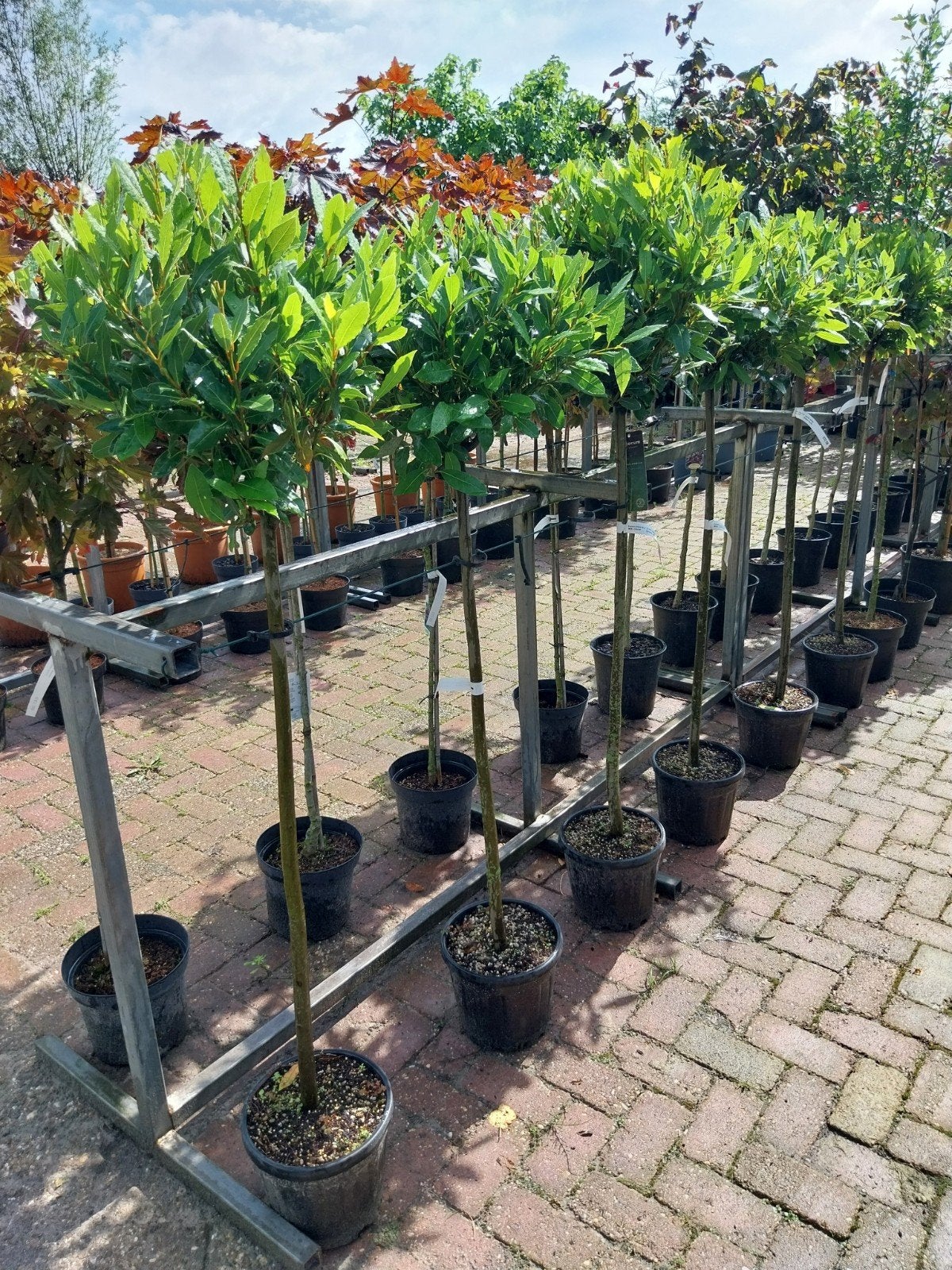 Laurus Nobilis op stam - Prachtige laurierboom, Overige soorten, Lente, 100 tot 250 cm, Ophalen
