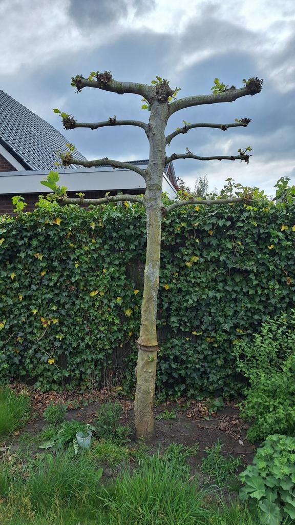 Leiboom (Plataan) - Gratis af te halen, Tuin en Terras, Planten | Bomen, Leiboom, Lente, 250 tot 400 cm, Ophalen