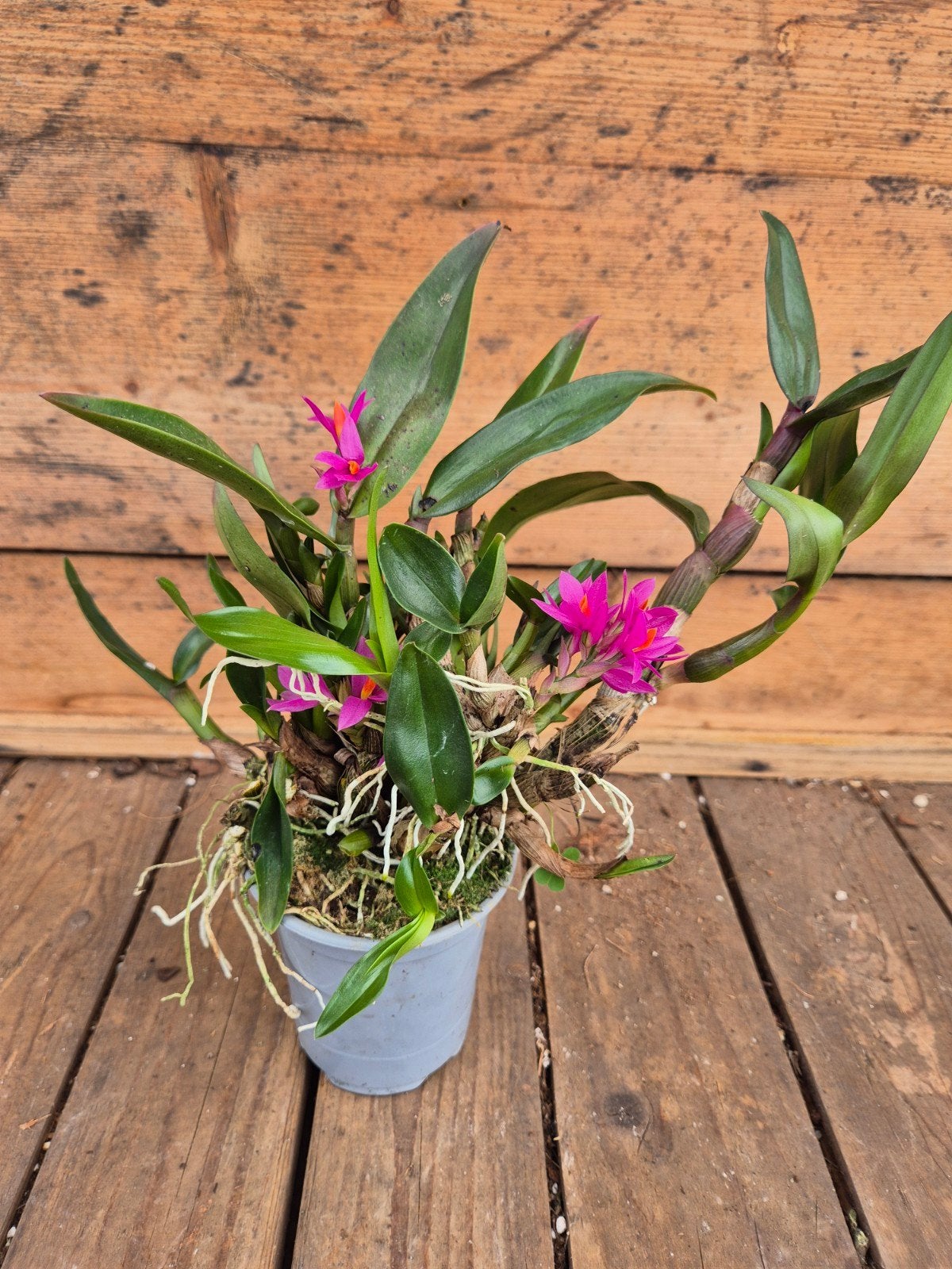 Orchidee Dendrobium Hibik p9, Ophalen of Verzenden, Halfschaduw, Minder dan 100 cm