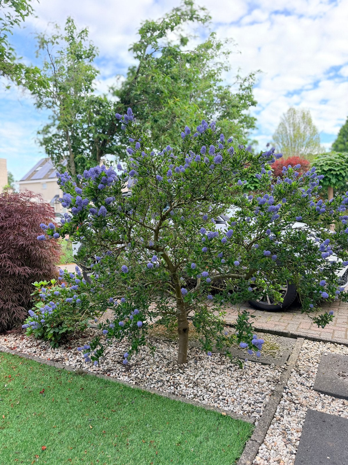 Prachtige Amerikaanse Sering - Dikke stam, Tuin en Terras, Overige soorten, Volle zon, Vaste plant, Ophalen of Verzenden