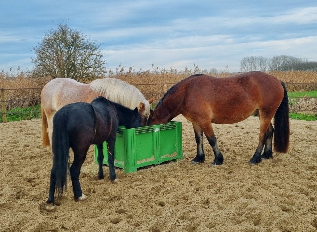 Vierkante slowfeeder ruif met dak en met 8 voerplaatsen, Dieren en Toebehoren, Patura, -, Info@patura.com, 4 paarden of pony's of meer
