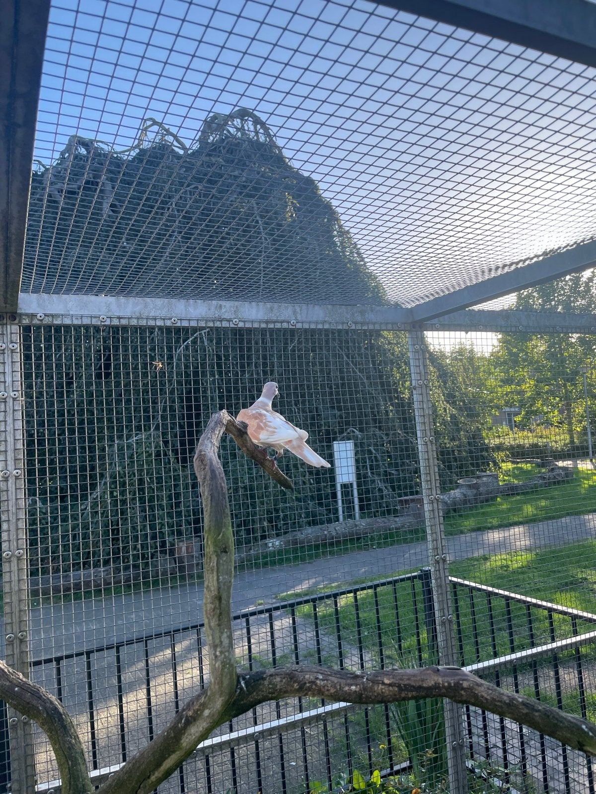 Te Koop lachduiven Phaeo gezoomd., Dieren en Toebehoren