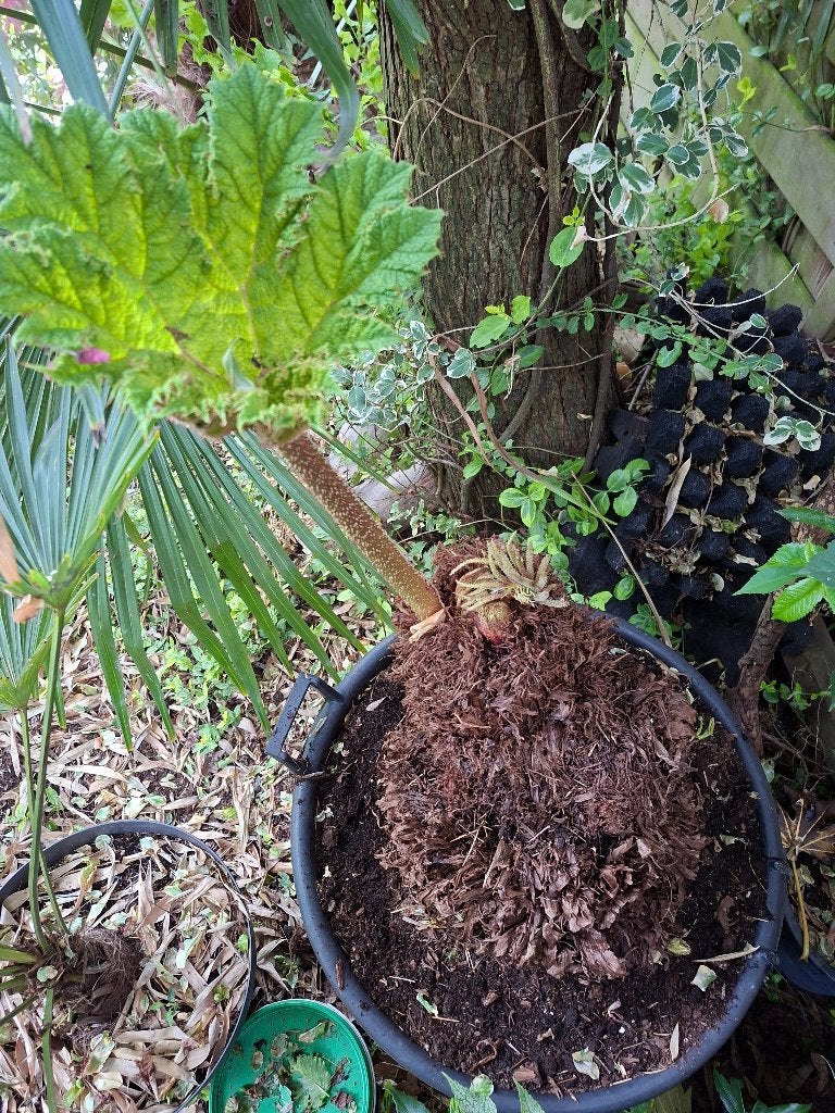 Gunnera manicata ,mammoetblad ,, Tuin en Terras, Planten | Tuinplanten, Vaste plant, Halfschaduw, Lente, Ophalen