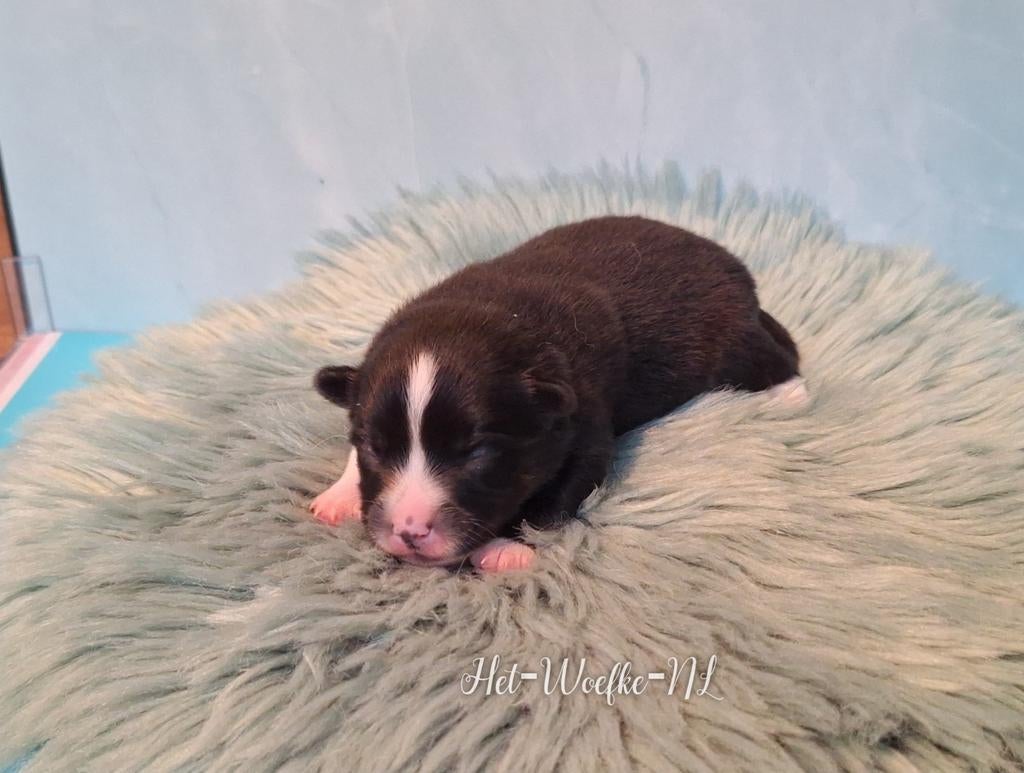 Pomsky F1b puppy 💙Twix, 8 tot 15 weken, Eén hond, Nederland, Fokker | Hobbymatig